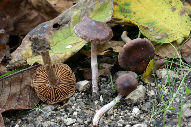 Cortinarius lucorum